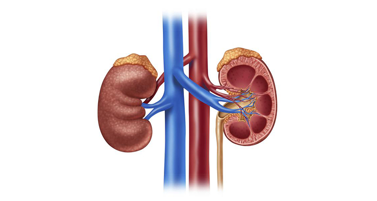 kidney treatment in noida kidney treatment in noida